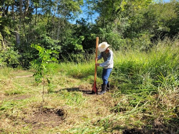 Mais de 1 1 mil árvores foram plantadas em Bonito e região Bonito