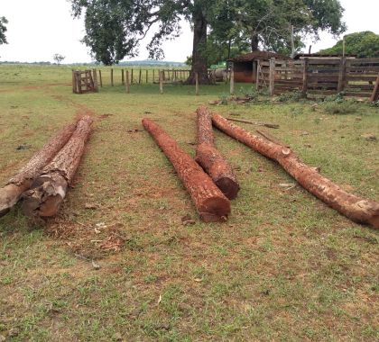 PMA de Jardim autua infrator por armazenamento de toras de aroeira ilegalmente