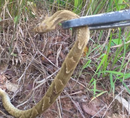 PMA captura serpente de mais de um metro em rua no centro de Coxim