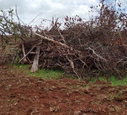 PMA de Campo Grande autua infratora por derrubada de árvores nativas em 14 hectares durante reforma de pastagem