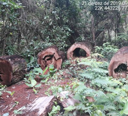 PMA de Aparecida do Taboado autua suspeito de exploração ilegal e furto de madeira em área protegida