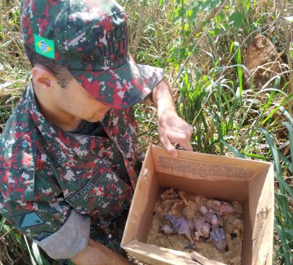 PMA e Ibama encerram operação Bocaiúva contra o tráfico de papagaios com 185 aves apreendidas