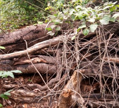 PMA de Campo Grande autua campo-grandense por desmatamento ilegal de vegetação de cerrado