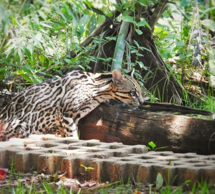 Biólogo registra jaguatirica em atrativo turístico de Jardim