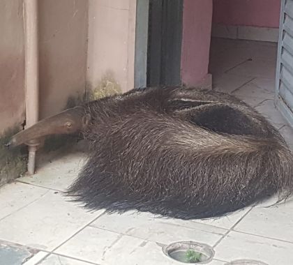 PMA de Campo Grande captura tamanduá-bandeira dentro de residência