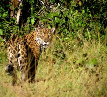 Junto com ambientalistas, empresários fazem corredor ecológico no Pantanal