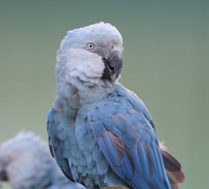 Extintas em estado selvagem, ararinhas-azuis retornam ao Brasil