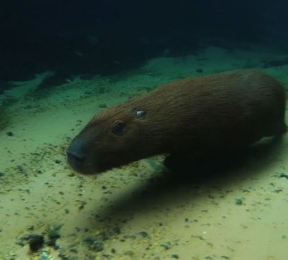 Atrativo de Jardim divulga vídeo raro de capivara mergulhando