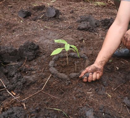 Agraer possibilita ações de reflorestamento em fazenda de Bonito (MS)