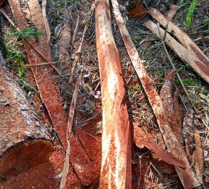 Fazendeiro é autuado por derrubada de árvores para exploração de madeira em Miranda