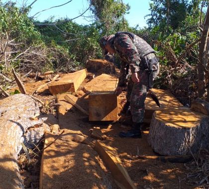 Árvore centenária da mata ciliar do rio Paraguai no Pantanal é derrubada para exploração da madeira