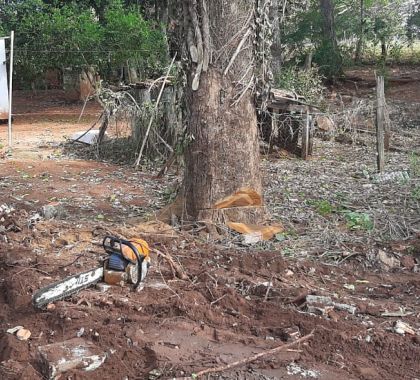 Homem é autuado por derrubada de árvore usando motosserra ilegal em Jardim