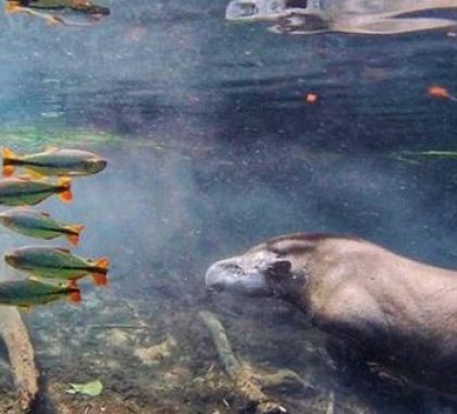 Anta caminha, se assusta e foge; confira o vídeo feito em passeio de ecoturismo em Jardim