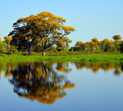 Wetlands International Brasil promove webinários sobre conservação e territórios de vida