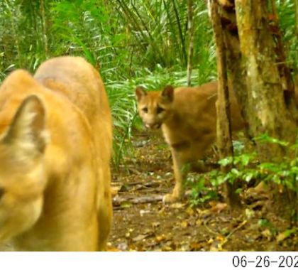 Governo sanciona lei que define as normas para proteção da fauna de MS