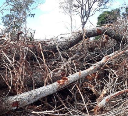 Fazendeira é multada em R$ 91,5 mil por desmatamento e exploração ilegal de madeira no Pantanal