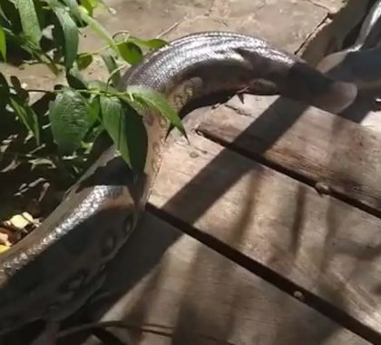 Com balneário fechado, sucuri de 5 metros aparece em deque no Rio Formoso