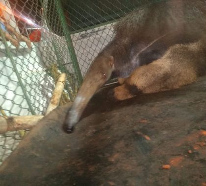 Tamanduá-bandeira é resgatado de fossa séptica em aldeia indígena de Miranda