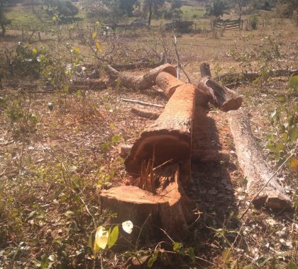 Fazendeiro é autuado por derrubada de árvore para exploração de madeira em Miranda