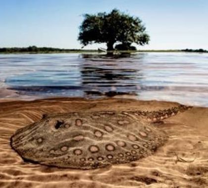 Documenta Pantanal participa de Feira de Arte da América Latina com trabalho de fotógrafos que mostram a beleza e fragilidade da região