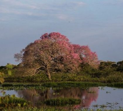 Pousadas e hotéis fazenda de MS não são atingidos por queimadas no Pantanal