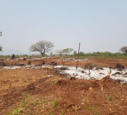 Assentado é multado por desmatamento e incêndio de vegetação em Corumbá