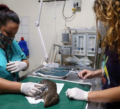 Animais atingidos pelas queimadas em MS serão atendidos pelas unidades do CRAS