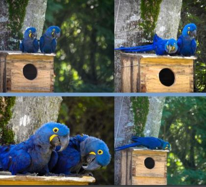 Passeio de cachoeiras em Bonito celebra 1 ano de parceria com o Instituto Arara Azul