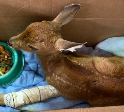 CRAS realiza primeiros resgates de animais vítimas dos incêndios