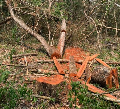 Gerente de fazenda em Miranda é autuado por exploração ilegal de madeira