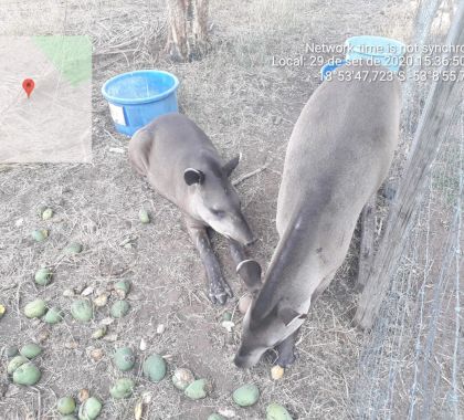 Antas são resgatadas em fazenda em Costa Rica (MS)