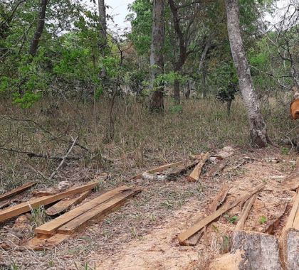 Infrator é multado em R$ 1,8 mil por derrubar árvores para exploração de madeira em Nioaque