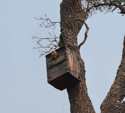 Coruja Suindara e Falcão-relógio habitam ninhos artificiais instalados em passeios de ecoturismo em Jardim (MS)