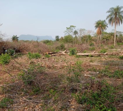 Assentado é autuado por desmatamento ilegal no Pantanal