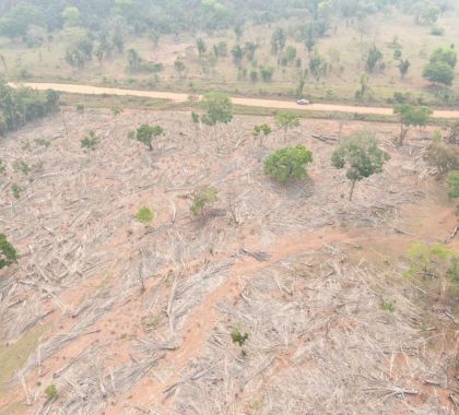 Paulista é multado em R$ 27 mil por corte de árvores em Área de Proteção Ambiental