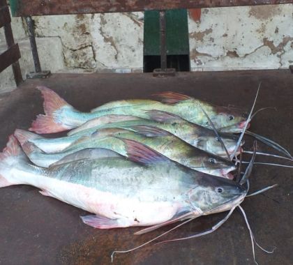 Pescador é preso por pesca predatória e tem canoa apreendida em Corumbá