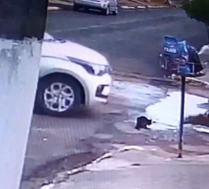 Mulher é multada por atropelar gato intencionalmente em Miranda