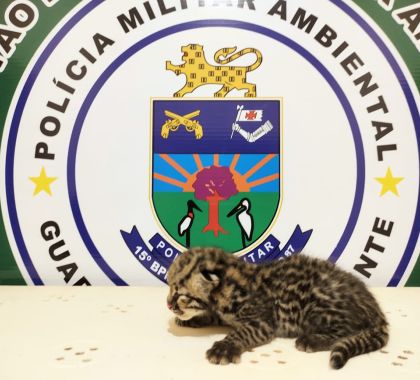 Filhote de Jaguatirica é resgatado em rodovia em MS