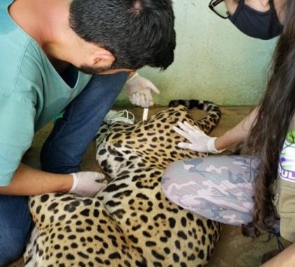 Onças pintadas feridas em incêndio no Pantanal recebem tratamento no CRAS