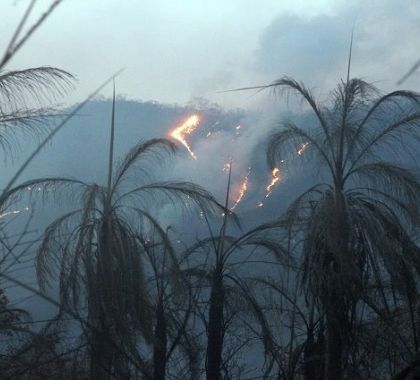 Autorizações de ‘queima controlada’ no Pantanal estão suspensas