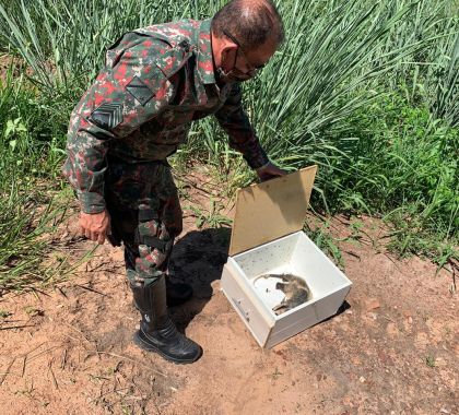 Gambá é resgatado de forro de loja de material de construção em Miranda