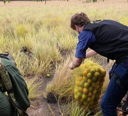 Imasul integra grupo de resgate e assistência à fauna atingida pelo fogo no Pantanal