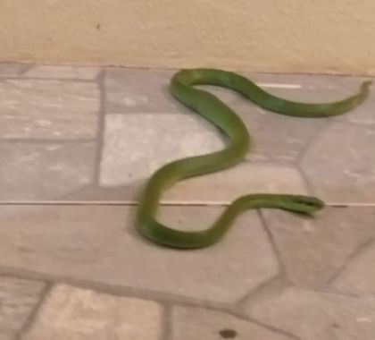 Serpente é capturada em agência de turismo de Bonito