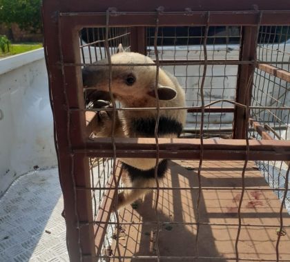 Tamanduá-mirim ferido é capturado perambulando no perímetro urbano de Bonito