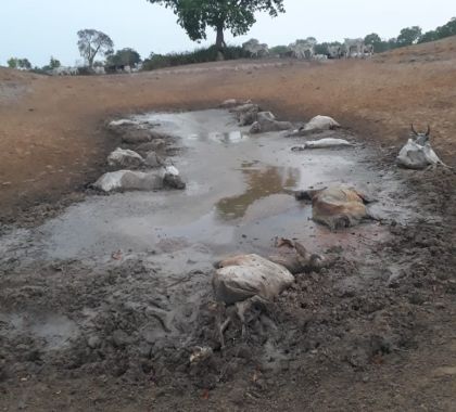 Gado morre de fome em fazenda em Coxim (MS)