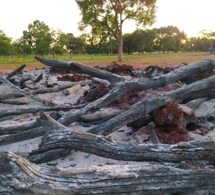 Fazendeiro é autuado por incendiar árvores ilegalmente em Guia Lopes da Laguna