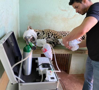 Tratamento com ozonioterapia auxilia recuperação de onça pintada ferida em incêndio no Pantanal