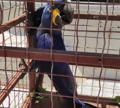 Arara-azul ferida é capturada em fazenda de Bonito