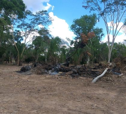 Infrator é autuado por derrubar e incendiar árvores no Pantanal