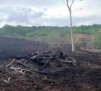 Pecuarista é multado em R$ 4,8 mil por desmatamento ilegal no interior de MS